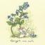 Forget me not