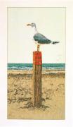 Seagull