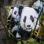 Coussin : Panda
