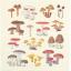 Wild Mushrooms