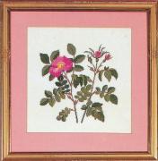 French Rose