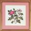 French Rose