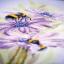 Abeilles dansantes