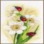 Défilé de coccinelles