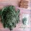 Fil de soie - Pine