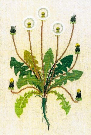 Dandelion
