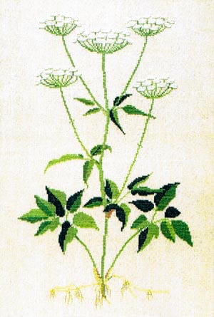 Goutweed