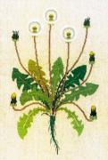 Dandelion
