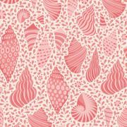 Beach Shells Coral