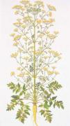 Parsnip / Panais