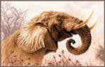 An Elephant Call