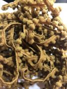 Honey Whiskey Mini Pom Pom (1yd)