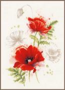 Coquelicots