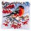 Bouvreuil en hiver