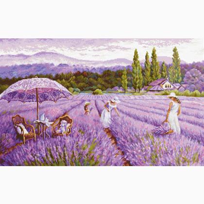Lavender Field