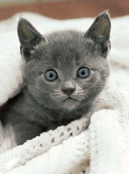 Curious Kitten