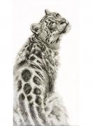 Panther