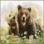 Des ours dans les bois