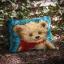 Petit Ours