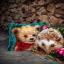 Petit Ours