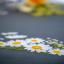 Centre de table - Marguerites