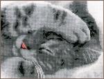 Chaton mignon
