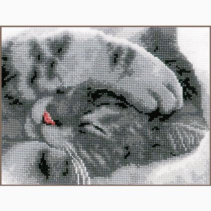 Chaton mignon