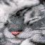 Chaton mignon