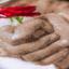 Rose de mariage