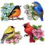 Oiseaux