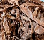 Petrified Wood Bark Crinkle Ribbon (2yds)