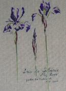 Iris Sibirica "My Love"