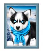 Blue Eye Husky