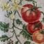 Étude aux tomates - Lin