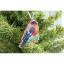 Bullfinch