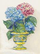 Hydrangea Blooms