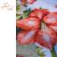 Amaryllis joyeux
