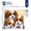3 Chien