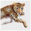 Safari Leopard