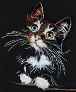 Chaton duveteux