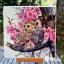 Two Owls in Spring Blossom
