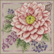 Blush florissant