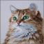 The purrfect stare - Special Edition