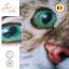 The purrfect stare - Special Edition