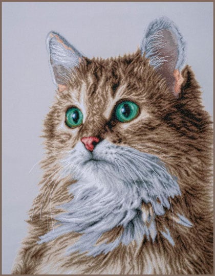 The purrfect stare - Special Edition