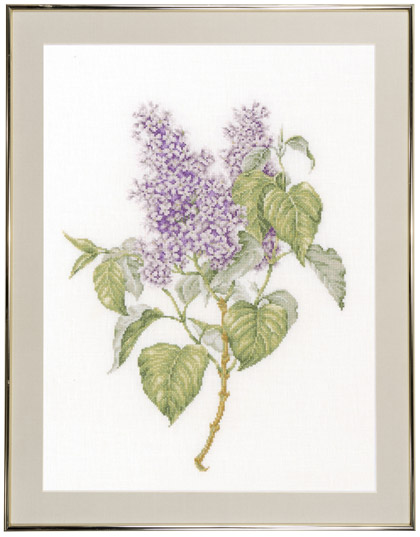 Lilac - Aida