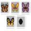 Couverture de boîte à mouchoirs Butterflies