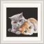 Cat Friends - Noir