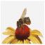 Bee on Yellow Echinacea