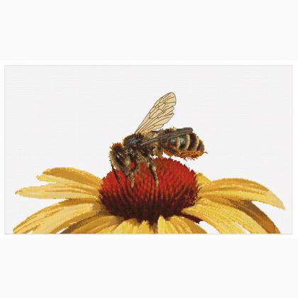 Bee on Yellow Echinacea - Aida